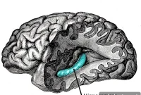 New Study Links Body Fat to Memory Loss
