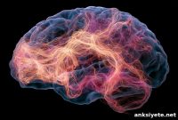 Autism Mutations Converge on Early Brain Development Pathways