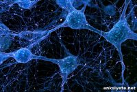 Disrupted Neuronal Microexons Cause Hyperarousal and Insomnia