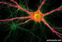 New Lipid Molecule Slows Progression of Retinal Degeneration