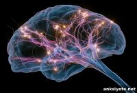 Study Reveals Ancient Brainstem Neurons Control Attention
