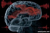 How the Frontal Cortex Guides Visual and Auditory Attention