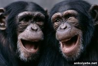 Great Ape Laughter Sheds Light on Human Speech Origins
