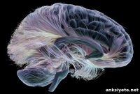 Brain Map Uncovers Evolutionary Roots of Vertebrate Intelligence