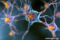 How TREM-1 Amplifies Neuroinflammation and Brain Injury