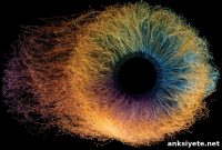 How Human Color Vision Works: Key Mechanisms Uncovered