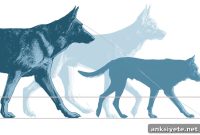 Cognitive Decline in Dogs: Signs in Their Gait