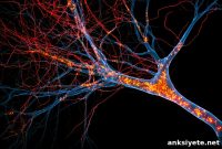 Long-Term Brain Iron Buildup Raises Risk of Neurodegeneration