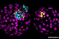 NANOG’s Role in Early Embryonic Development