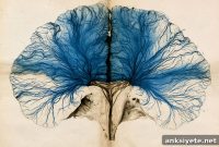 MRI Reveals 150-Year-Old Neuroanatomy Mystery