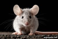 How Mice Use Strategic Infotaxis to Compensate for Poor Vision
