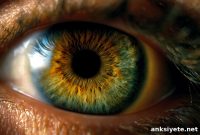 Scientists Grow Rare Retinal Vessel Cells to Prevent Vision Loss
