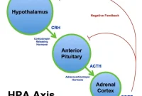 Hunger Hormone Ghrelin Primes the Brain for PTSD, Study Finds