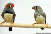 New Mechanism Boosts Song Learning in Juvenile Zebra Finches