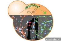 Yeast and Human Stem Cells Uncover New Parkinson’s Drug Targets