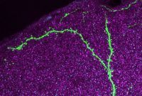 Scientists Track Neurons During Learning and Memory Recall