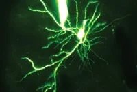 Neuroscientists Find Mini Neural Computer Circuit in Brain