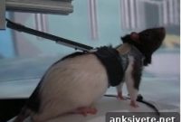 Do Your Legs Anticipate Tongue Movements? Neuroscience Insights