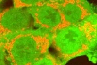 Gene-Silencing Study Reveals New Drug Targets for Parkinson’s