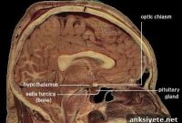 Estrogen Sources Beyond the Ovaries