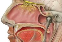 How Olfactory Receptor Variation Shapes Human Smell Perception