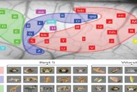 How the Brain Maps Objects in the Visual Cortex