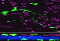 Olfactory Receptors Found in Human Lungs