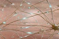Brain Cell Stimulation Cuts Binge Drinking in Animal Study