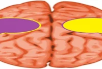 Why Speaking Activates Both Sides of the Brain