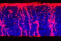 How the Stem Cell Environment Shapes Brain Development