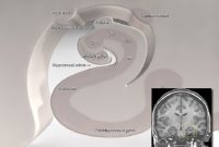Scientists Identify Brain Region Key to Social Memory