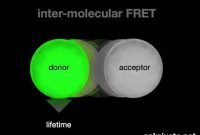 Watch the Human Brain in Action: How It Works