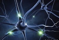 Why Do Neurons Respond Selectively to Words, Faces, and Objects?