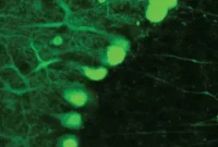 Motor Neurons Detect Their Own Errors in Muscle Control