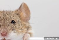 New Brain Circuit Explains How Experience Alters Perception