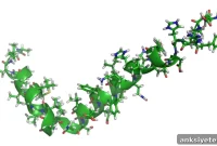 Novel Probes Quantify Folded vs Misfolded Proteins in Cells