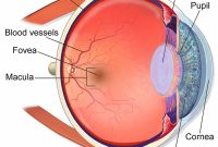 Sharp Vision Tied to Faster Brain Processing, Study Finds