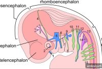 How One Gene Shapes Human Brain Development