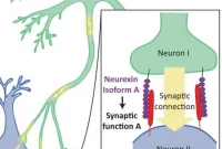 New Study Identifies Protein Family That Builds Brain Synapses