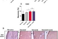 Stem Cell Combination Therapy Boosts Recovery After TBI