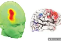 EEG Study Reveals How the Brain Infers Task Rules and Structure