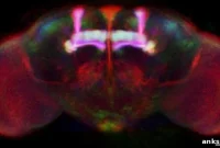 Scientists Identify Neurons Encoding Specific Memories