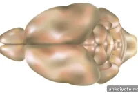 Genetic Model to Personalize Bipolar Disorder Treatment