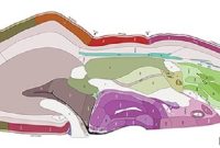 Inside the Critical Window of Human Brain Development