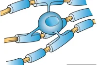 Brain Activity Drives Myelin Remodeling in Neural Fibers