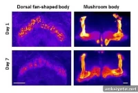 Early Sleep Loss in Fruit Flies Impairs Adult Mating