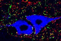 New Study Maps Neural Circuitry Underlying Core Motor Function