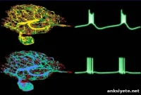 Can Neuroscience Explain Consciousness?