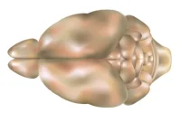 MS Drug Shows Promise for Improving Memory