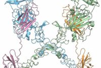 How Developing Neurons Detect Chemical Signals